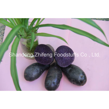 Chinese Fresh Purple Yam for Exporting